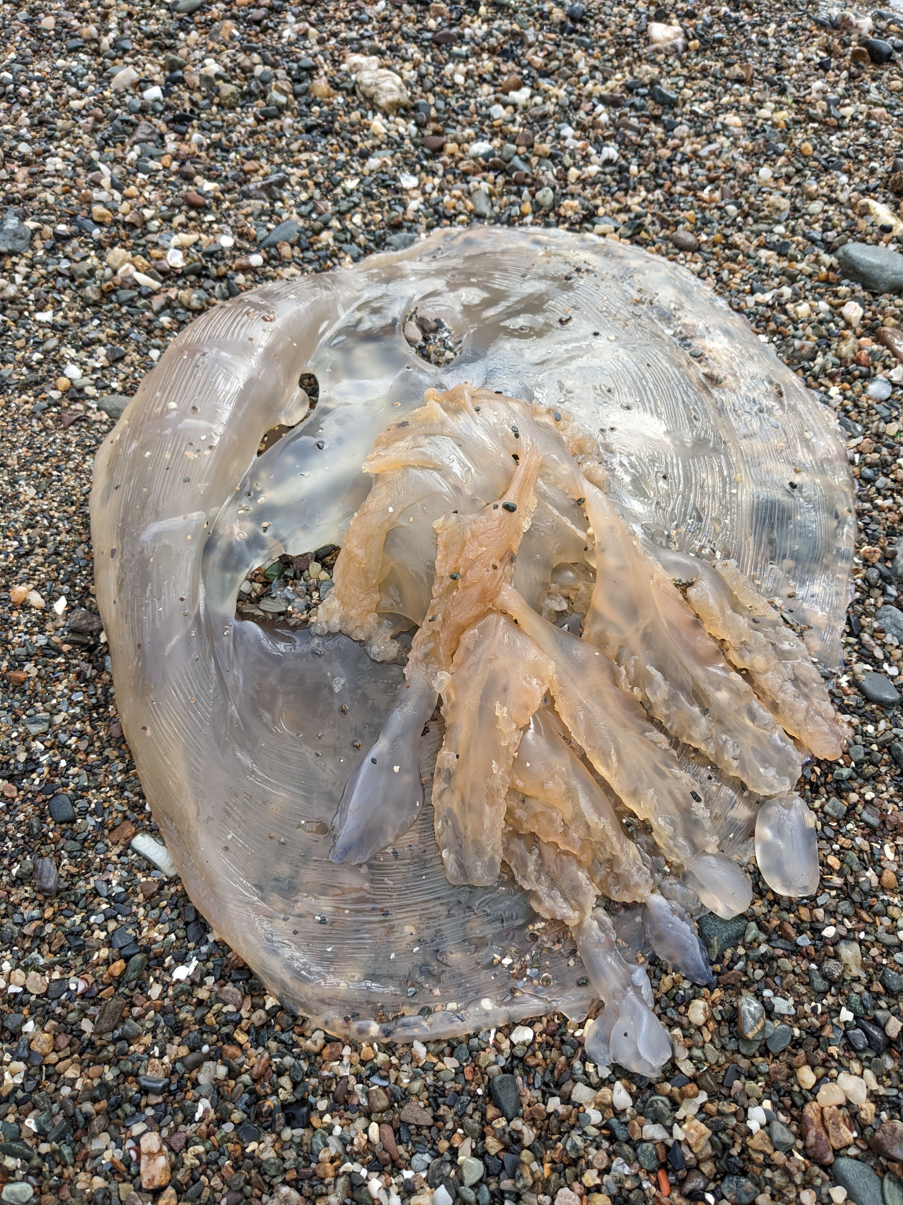 Jelly Fish2